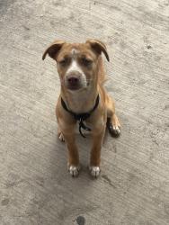 Found/Stray Female Dog last seen Piedmont dr, Dallas, TX 75227