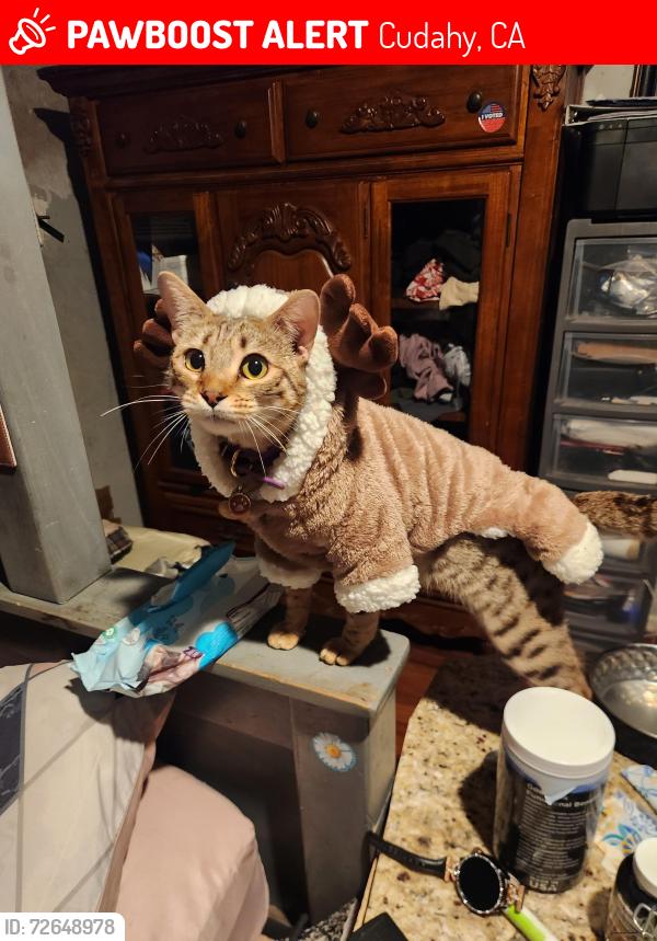 Lost Female Cat last seen Salt Lake Ave and live oak St in Cudahy, Cudahy, CA 90201