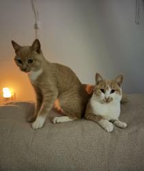 Found/Stray Unknown Cat last seen Ne 127th Ave off glisan , Portland, OR 97230