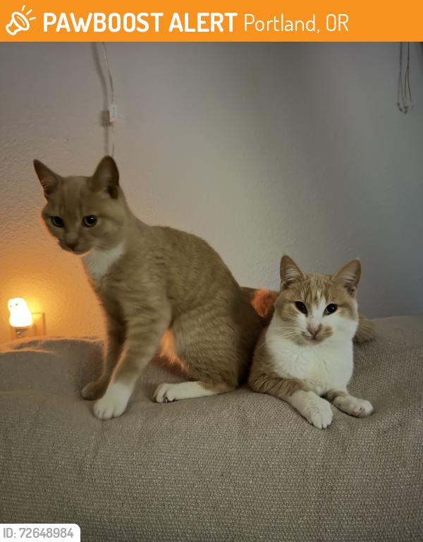 Found/Stray Unknown Cat last seen Ne 127th Ave off glisan , Portland, OR 97230