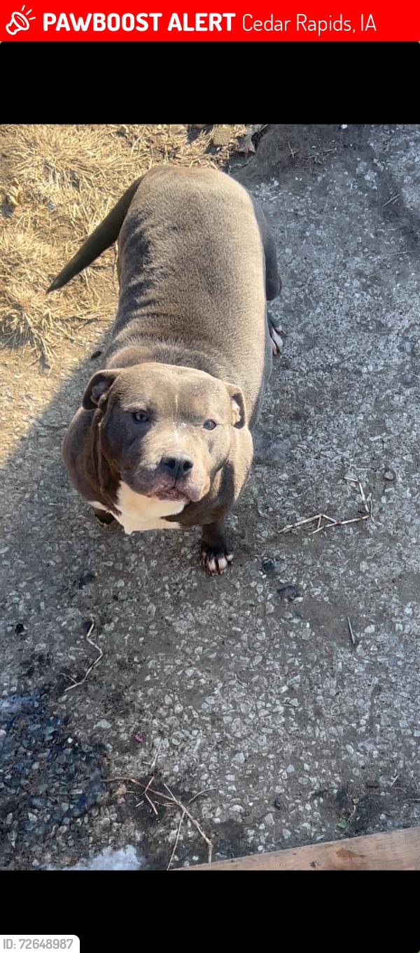Lost Female Dog last seen Park, Cedar Rapids, IA 52403