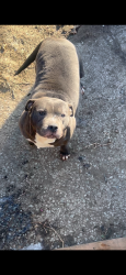 Lost Female Dog last seen Park, Cedar Rapids, IA 52403