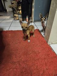 Lost Male Dog last seen Callie Dened , Tucson, AZ 85710