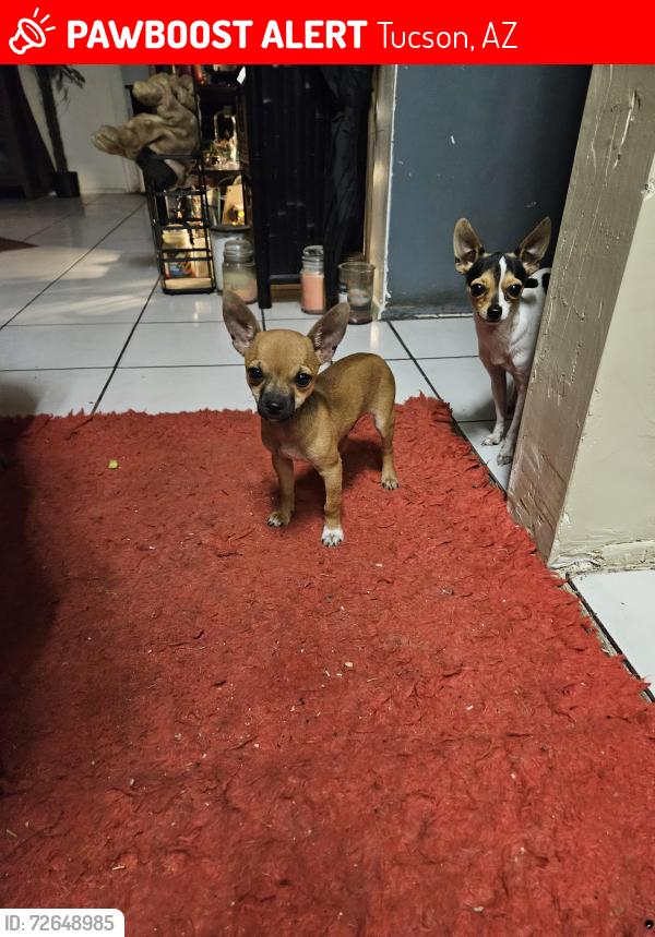 Lost Male Dog last seen Callie Dened , Tucson, AZ 85710