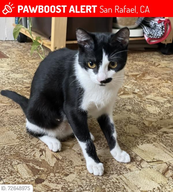 Lost Female Cat last seen Between G St. and H St. on 5th Avenue , San Rafael, CA 94901