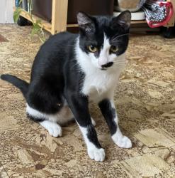 Lost Female Cat last seen Between G St. and H St. on 5th Avenue , San Rafael, CA 94901