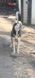 Lost Male Dog last seen Para k, Cedar Rapids, IA 52403