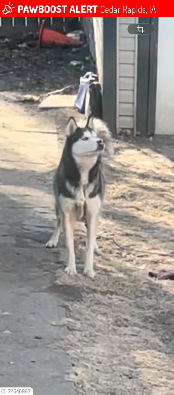 Lost Male Dog last seen Para k, Cedar Rapids, IA 52403
