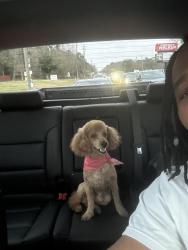 Lost Male Dog last seen Theodore High School , Theodore, AL 36582