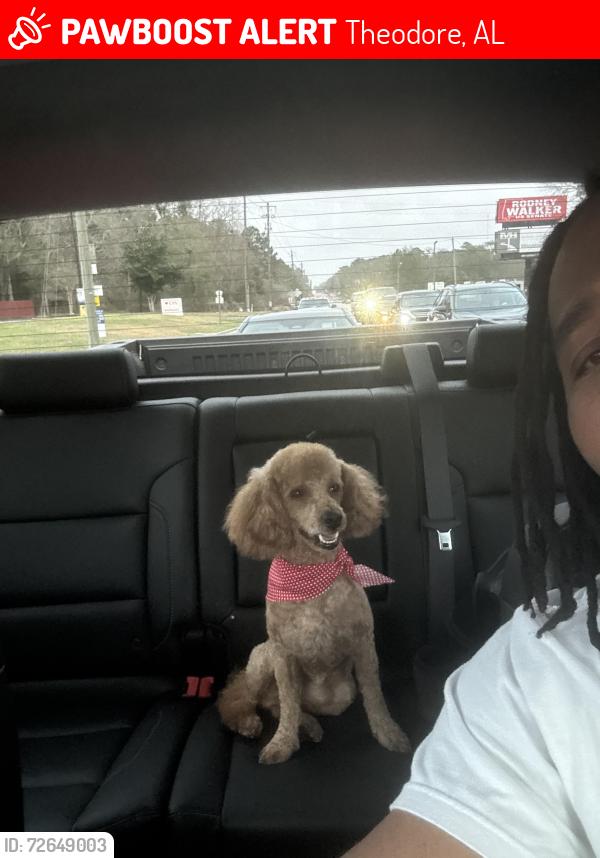 Lost Male Dog last seen Theodore High School , Theodore, AL 36582