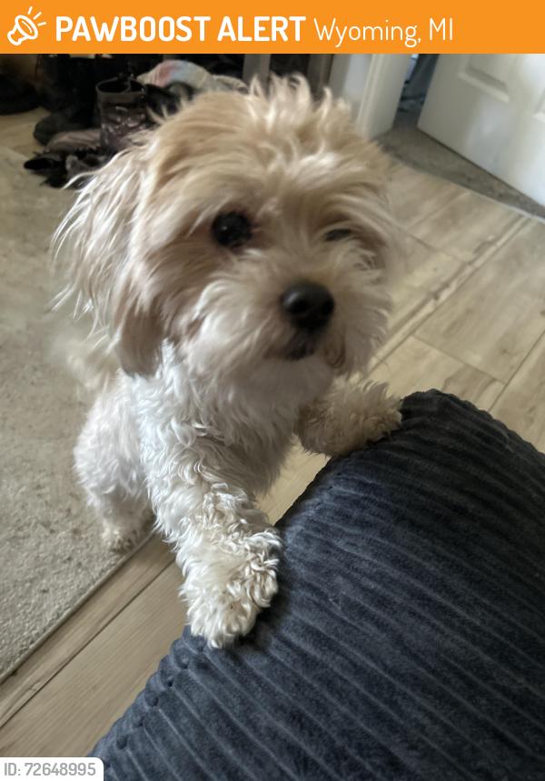 Found/Stray Female Dog last seen 36th street , Wyoming, MI 49548