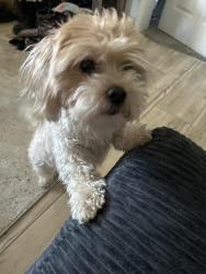 Found/Stray Female Dog last seen 36th street , Wyoming, MI 49548
