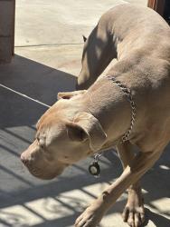 Found/Stray Unknown Dog last seen Cedar, Bloomington, CA 92316