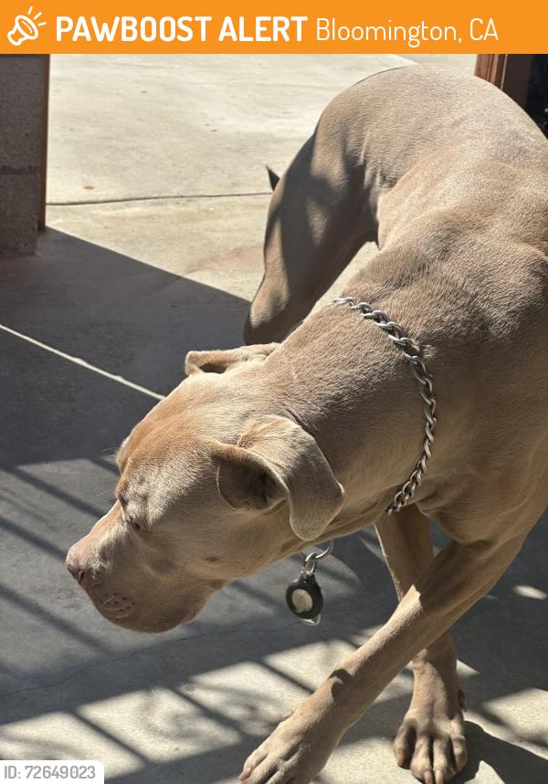 Found/Stray Unknown Dog last seen Cedar, Bloomington, CA 92316