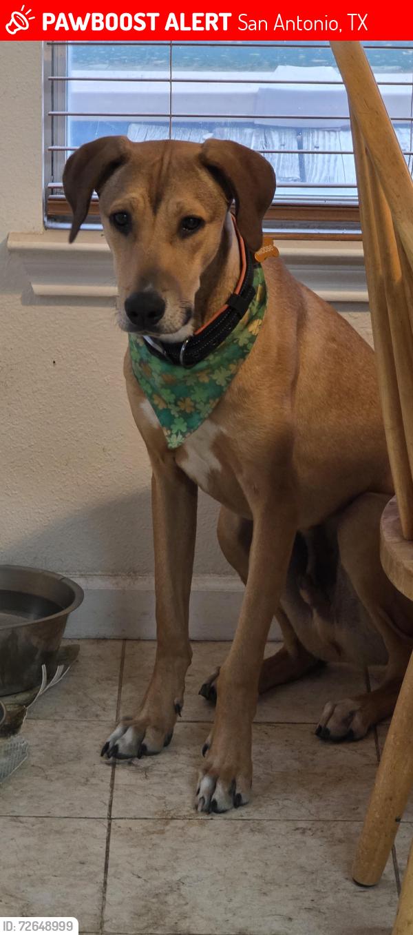 Lost Male Dog last seen I35 frontage road between Judson and Topperwein, San Antonio, TX 78233