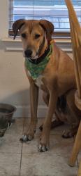 Lost Male Dog last seen I35 frontage road between Judson and Topperwein, San Antonio, TX 78233