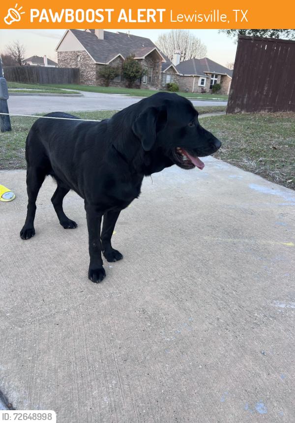 Found/Stray Male Dog last seen Northpointe Dr. and Northpointe CT, Lewisville, TX 75056