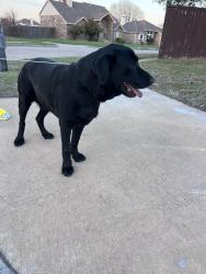Found/Stray Male Dog last seen Northpointe Dr. and Northpointe CT, Lewisville, TX 75056