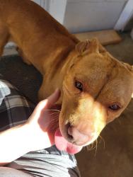 Found/Stray Female Dog last seen Davenport Elementary , Hudson, NC 28638