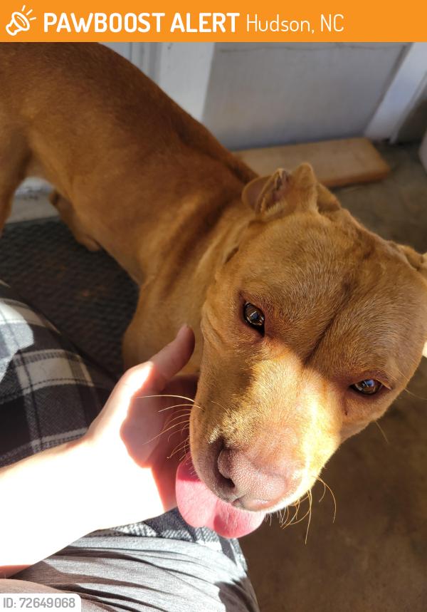 Found/Stray Female Dog last seen Davenport Elementary , Hudson, NC 28638