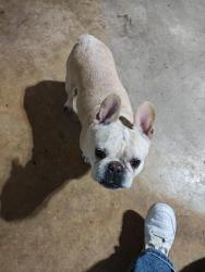 Found/Stray Female Dog last seen 41st and garnet , Tulsa, OK 74146