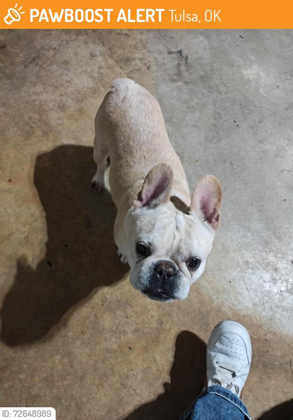 Found/Stray Female Dog last seen 41st and garnet , Tulsa, OK 74146