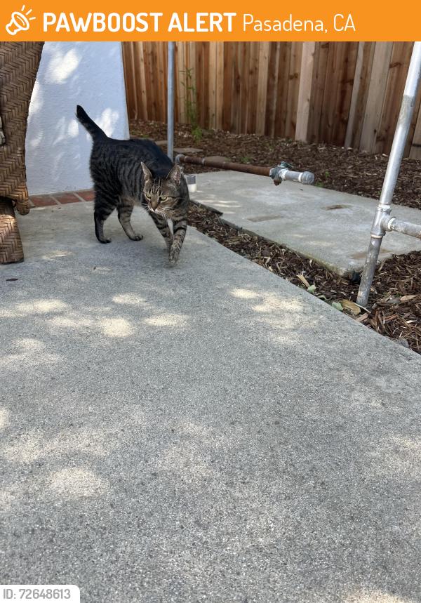Found/Stray Female Cat last seen Dale Street and Mentor, Pasadena, CA 91106