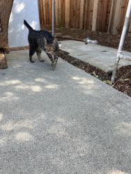 Found/Stray Female Cat last seen Dale Street and Mentor, Pasadena, CA 91106