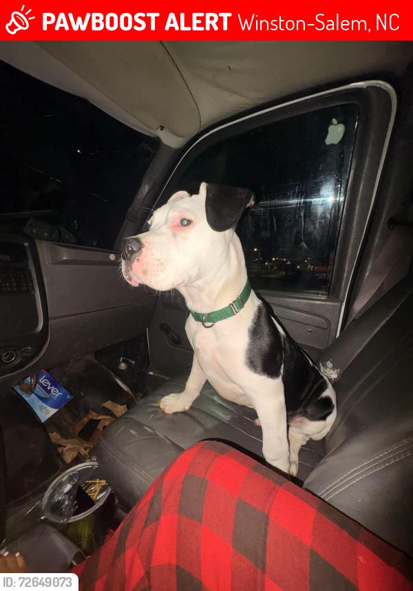 Lost Male Dog last seen Winston Salem SuperCenter Walmart , Winston-Salem, NC 27105