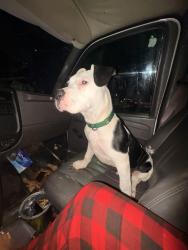 Lost Male Dog last seen Winston Salem SuperCenter Walmart , Winston-Salem, NC 27105