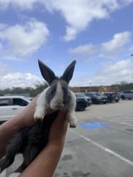 Found/Stray Unknown Rabbit last seen Bay Area blvd. , League City, TX 77573