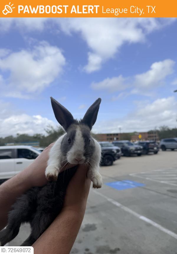 Found/Stray Unknown Rabbit last seen Bay Area blvd. , League City, TX 77573