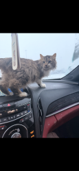Lost Female Cat last seen Neil ave, Columbus, OH 43201