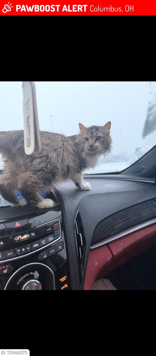 Lost Female Cat last seen Neil ave, Columbus, OH 43201