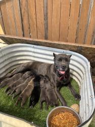 Lost Female Dog last seen Near W Larch Rd , Tracy, CA 95304