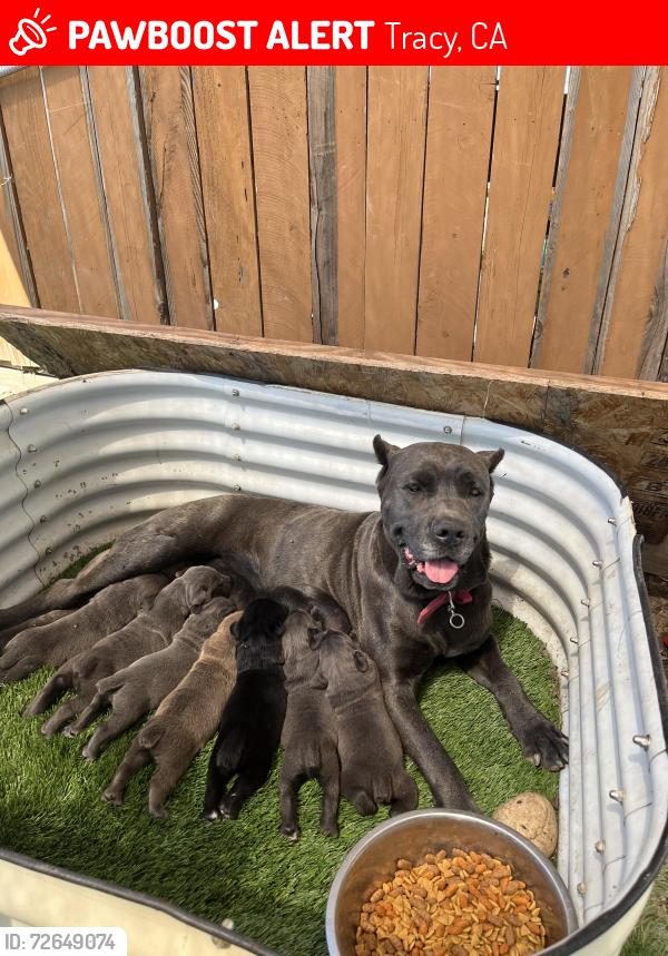 Lost Female Dog last seen Near W Larch Rd , Tracy, CA 95304
