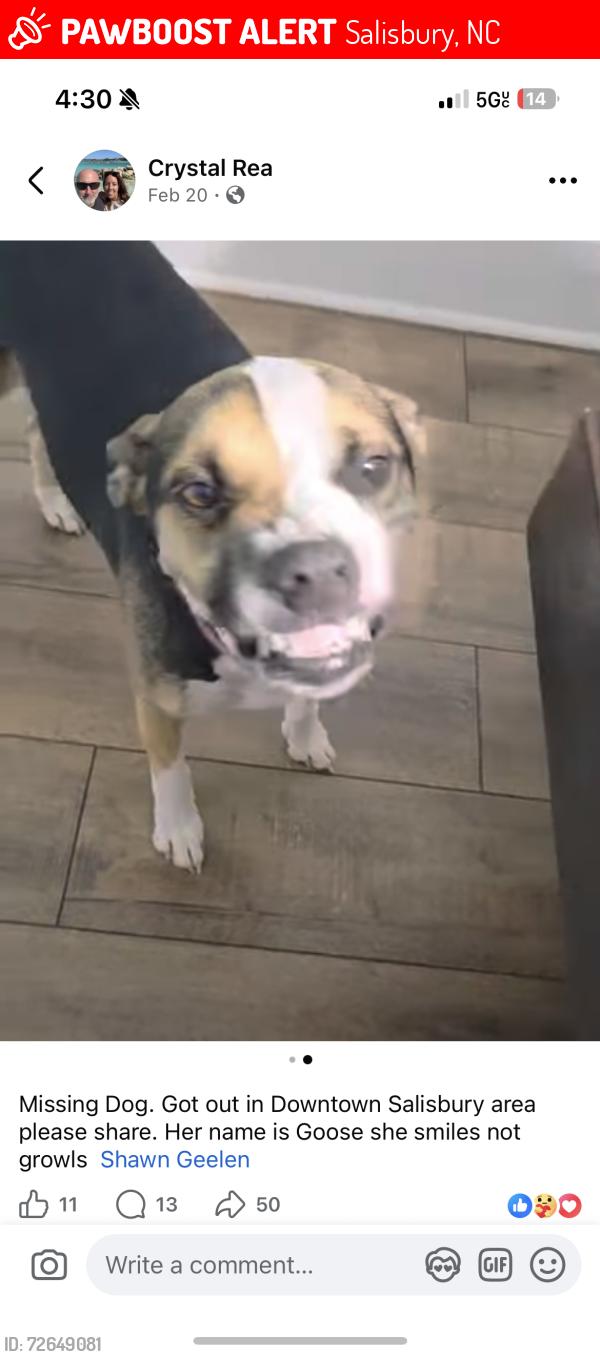 Lost Female Dog last seen Near S Main St Salisbury, NC  28144 United States, Salisbury, NC 28144