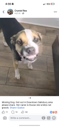Lost Female Dog last seen Near S Main St Salisbury, NC  28144 United States, Salisbury, NC 28144