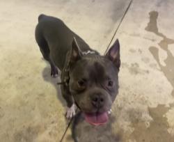 Lost Male Dog last seen SW 57 Ave and SW 13th street, West Miami, FL 33155