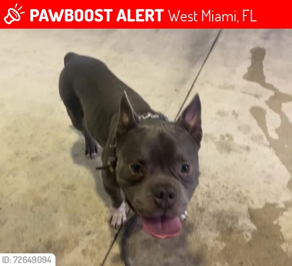 Lost Male Dog last seen SW 57 Ave and SW 13th street, West Miami, FL 33155