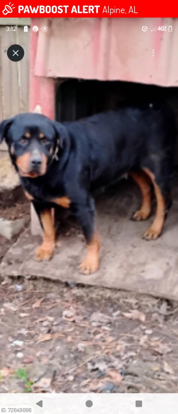 Lost Female Dog last seen Grist.mill in kylmulga, Alpine, AL 35014