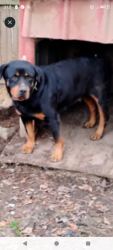 Lost Female Dog last seen Grist.mill in kylmulga, Alpine, AL 35014