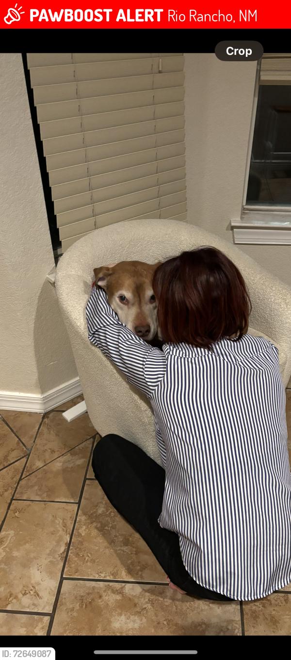 Lost Male Dog last seen Broadmore , Rio Rancho, NM 87124