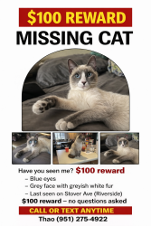 Lost Male Cat last seen Near stover and cypress ave, Riverside, CA 92505