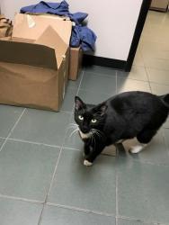 Lost Male Cat last seen Sheridan ST, Davie, FL 33331