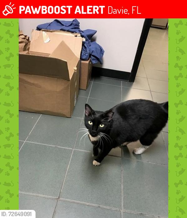 Lost Male Cat last seen Sheridan ST, Davie, FL 33331