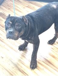 Found/Stray Male Dog last seen Spring Valley, Richardson, TX 75081