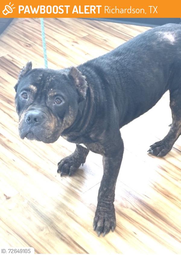 Found/Stray Male Dog last seen Spring Valley, Richardson, TX 75081