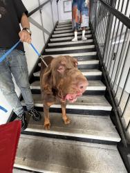 Found/Stray Unknown Dog last seen apmt complex on rogerdale, Houston, TX 77042