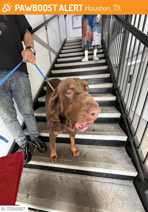 Found/Stray Unknown Dog last seen apmt complex on rogerdale, Houston, TX 77042